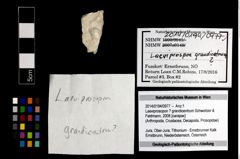Foto (Objekt + Etikett) von Laeviprosopon ? grandicentrum (Schweitzer & Feldmann, 2008)  (NHMW-GEO-2014-0194-0977)